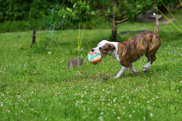 American staffordshire terrier or amstaff or stafford. Portrait of a dog.