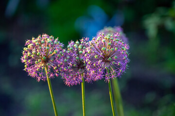 Wild onion blooming close-up.