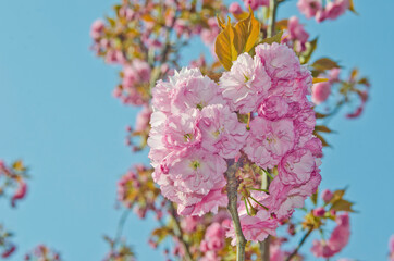 Kanzan Sakura : Cherry blossom in Japan