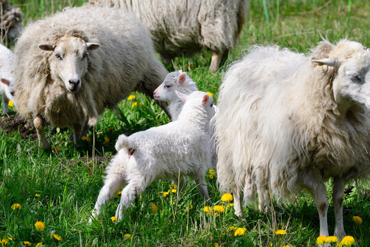 "Ostpreußische Bilder – Durchsuchen 108 Archivfotos, Vektorgrafiken und ... "Ostpreußische Bilder – Durchsuchen 108 Archivfotos, Vektorgrafiken und ...