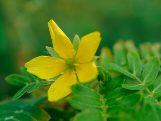 Colorful blurred background of Zinnia flower, on bright sunlight, selective focus point.