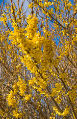 Cheerful yellow blooms of the spring-flowering shrub Forsythia set against a bright blue sky