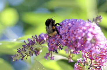 Hummel auf Blüte