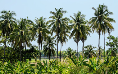 Fototapeta na wymiar Coconut tree in the garden