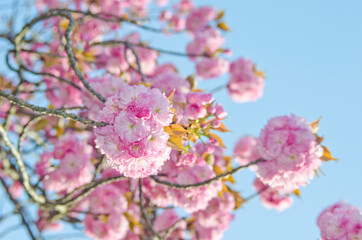 Kanzan Sakura : Cherry blossom in Japan
