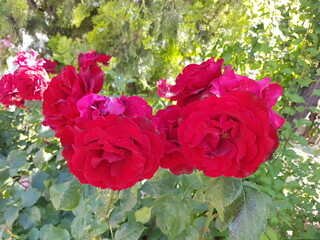 red rose