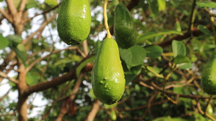 Avocado varieties Hass the meat is delicious.