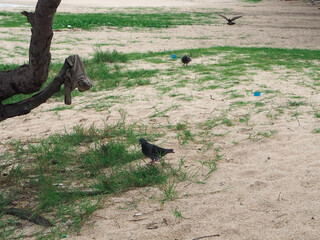 A close up of a Pigeon walking into the surf on a PMY beach