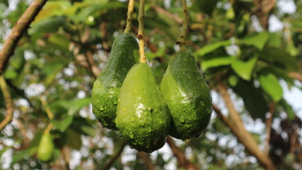 Avocado varieties Hass the meat is delicious.