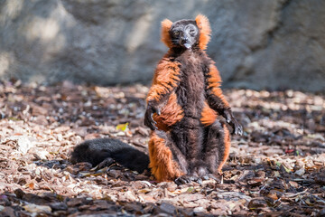 Portrait of a funny brown lemur showing a tongue.