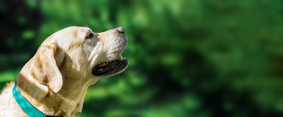 banner portrait of a white beautiful labrador on grass