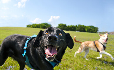 Happy dogs run through a field in Frisco, Texas - obrazy, fototapety, plakaty