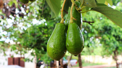 Avocado varieties Hass the meat is delicious.