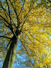 autumn tree with yellowing leaves
