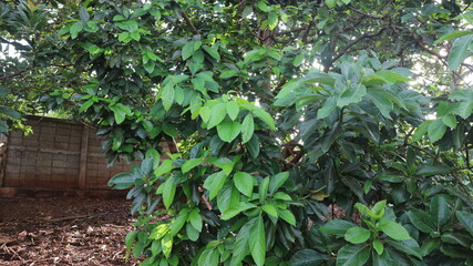 Avocado varieties Hass the meat is delicious.