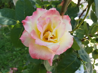 pink rose in the garden