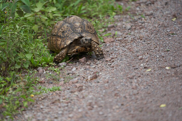 Leopard tortoise Stigmochelys pardalis Africa Kenya Tanzania large and attractively marked found in the savannas
