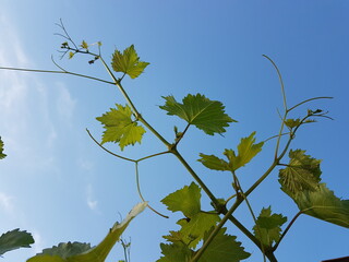 grape branch