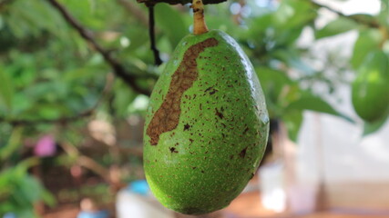 Avocado varieties Hass the meat is delicious.