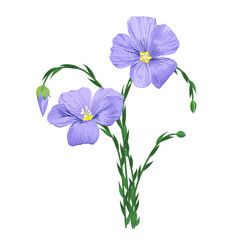Blue flax flower on white background. Common flax or linseed. Close up view. Linum usitatissimum