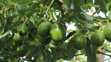 Avocado varieties Hass the meat is delicious.