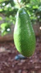Avocado varieties Hass the meat is delicious.