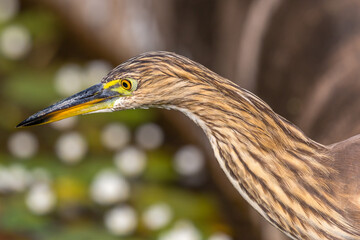 Indian Pond Heron