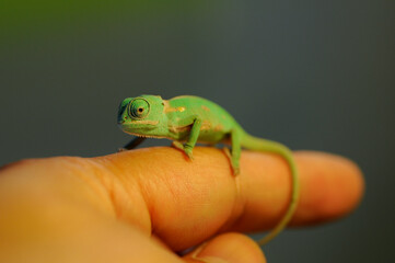 Chamelon baby on finger