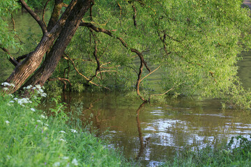 Obraz na płótnie Canvas Beautiful summer landscape with willow tree by the river