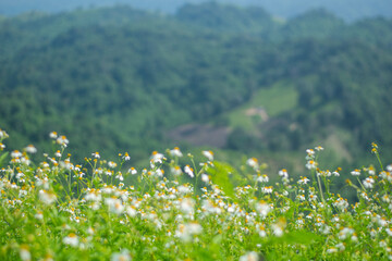 Camomile flowers on green meadow in summer. Background with summer grasses and flowers on field