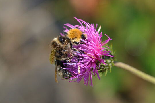 Berghummel (Bombus mesomelas) und Ackerhummel auf einer Wiesen-Flockenblume	