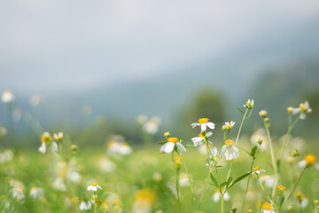  flowers on green meadow in summer