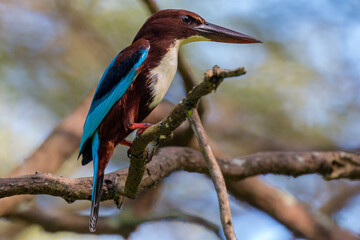 White-throated kingfisher