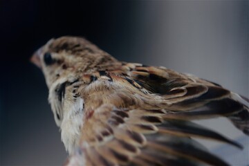 sparrow feather