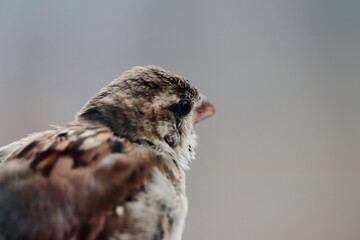 close up of a bird