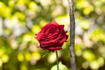Linda Rosa no jardim