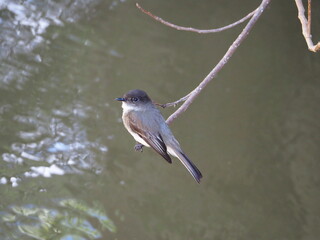beautiful phoebe hanging on branch