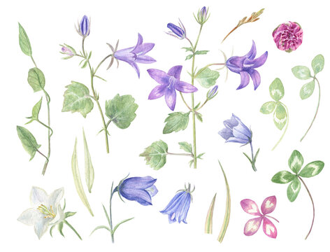 Watercolor illustrations set of different types of bluebells, clover and some herbs. Transparent and light summer colors. There are four-leaf clovers which bring luck (isolated white background).
