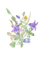 Bouquet of the filed flowers: bluebells, chamomile, clover and other herbs on the isolated white background. Bright and transparent watercolor illustration for summer postcards and greeting cards.