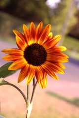 Sunflower in the garden