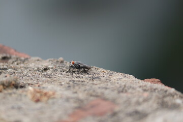 close up of housefly or stable fly on brick