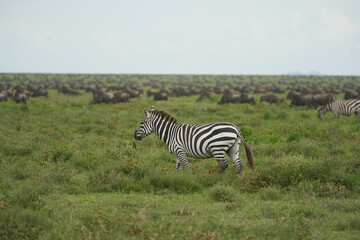 Fototapeta na wymiar Great Migration Serengeti Gnu Wildebeest Zebra Connochaetes taurinus