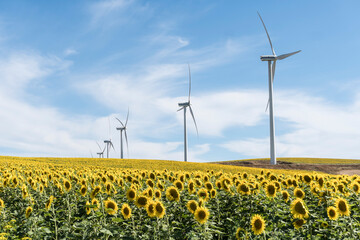 Molinos de viento sobre campo de girasoles