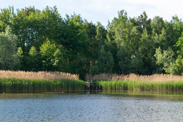 small lake in the forest on a summer sunny day
