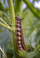 Large brown-orange caterpillar. Caterpillar lasiocampidae. Euthrix potatoria, the drinker.