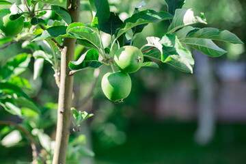 Fresh apples. The Apple tree. Organic apples. Organic farming. Healthy fruit.