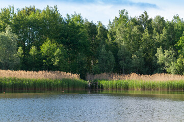small lake in the forest on a summer sunny day