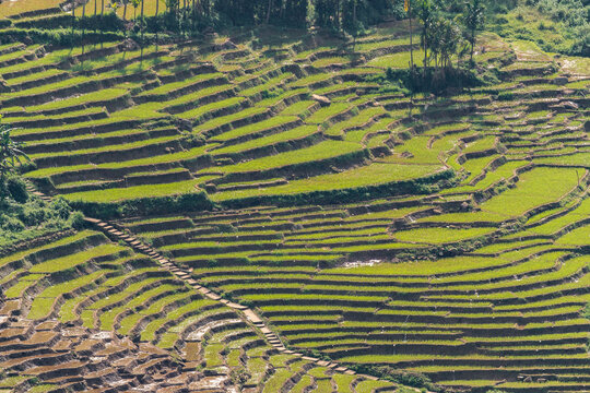 Terraced rice field - Sri Lanka