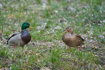 Mallard Anas platyrhynchos dabbling duck couple switzerland