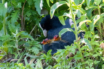 Coot chicks with parent